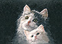 Dipinto: Gattini - cm 50x60