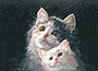 Dipinto: cm 50x60 - Gattini