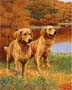 Dipinto: Cani - cm 30x40