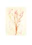 Treccani: Incisione: Fiori - cm 50x70