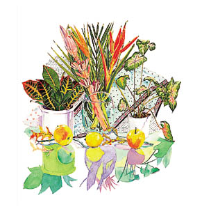 Poster: Aviram: Exotic Flowers - cm 68x66