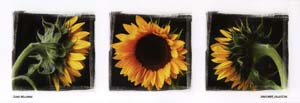 Poster: Wellmann: Sunflower Collection - cm 95x33