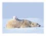 Poster: Wolfe: Polar Bear - cm 50x40