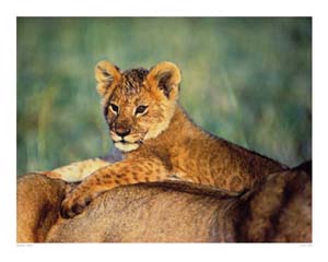 Poster: Shah: Lion Cub - cm 50x40