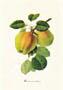 Stampa: Botanica: Malus Domestica - cm 35x50