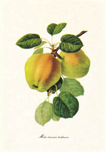 Stampa: Botanica: Malus Domestica - cm 18x24