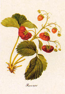 Stampa: Botanica: Fragaria Hybrid - cm 25x35