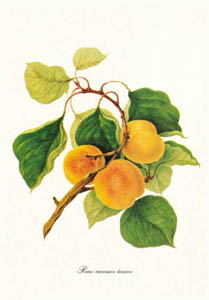 Stampa: Botanica: Prunus Armeniaca - cm 35x50