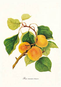 Stampa: Botanica: Prunus Armeniaca - cm 18x24