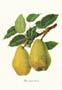 Stampa: Botanica: Pyrus Communis - cm 35x50