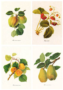 Serie di 4 stampe: Botanica - cm 35x50
