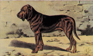 Stampa: Cani - cm 50x35