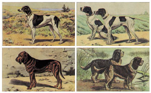 Serie di 4 stampe: Cani - cm 50x35