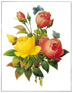 Stampa: Redouté: Rose - cm 25x35