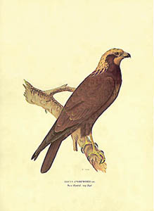 Stampa: Circus Aeruginosus - cm 35x50