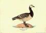 Stampa: Branta Leucopsis - cm 50x35