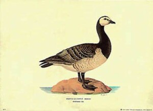 Stampa: Branta Leucopsis - cm 50x35