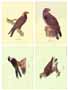 Serie di 4 stampe: Uccelli - cm 50x35