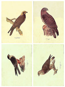 Serie di 4 stampe: Uccelli - cm 50x35