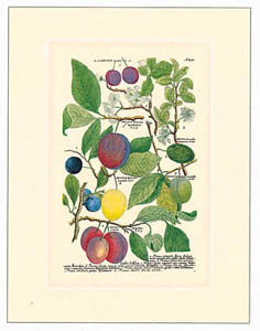 Stampa: Botanica - cm 35x50