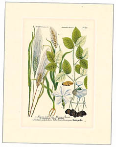 Stampa: Botanica - cm 35x50