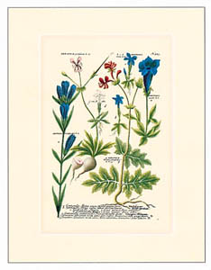 Stampa: Botanica - cm 35x50
