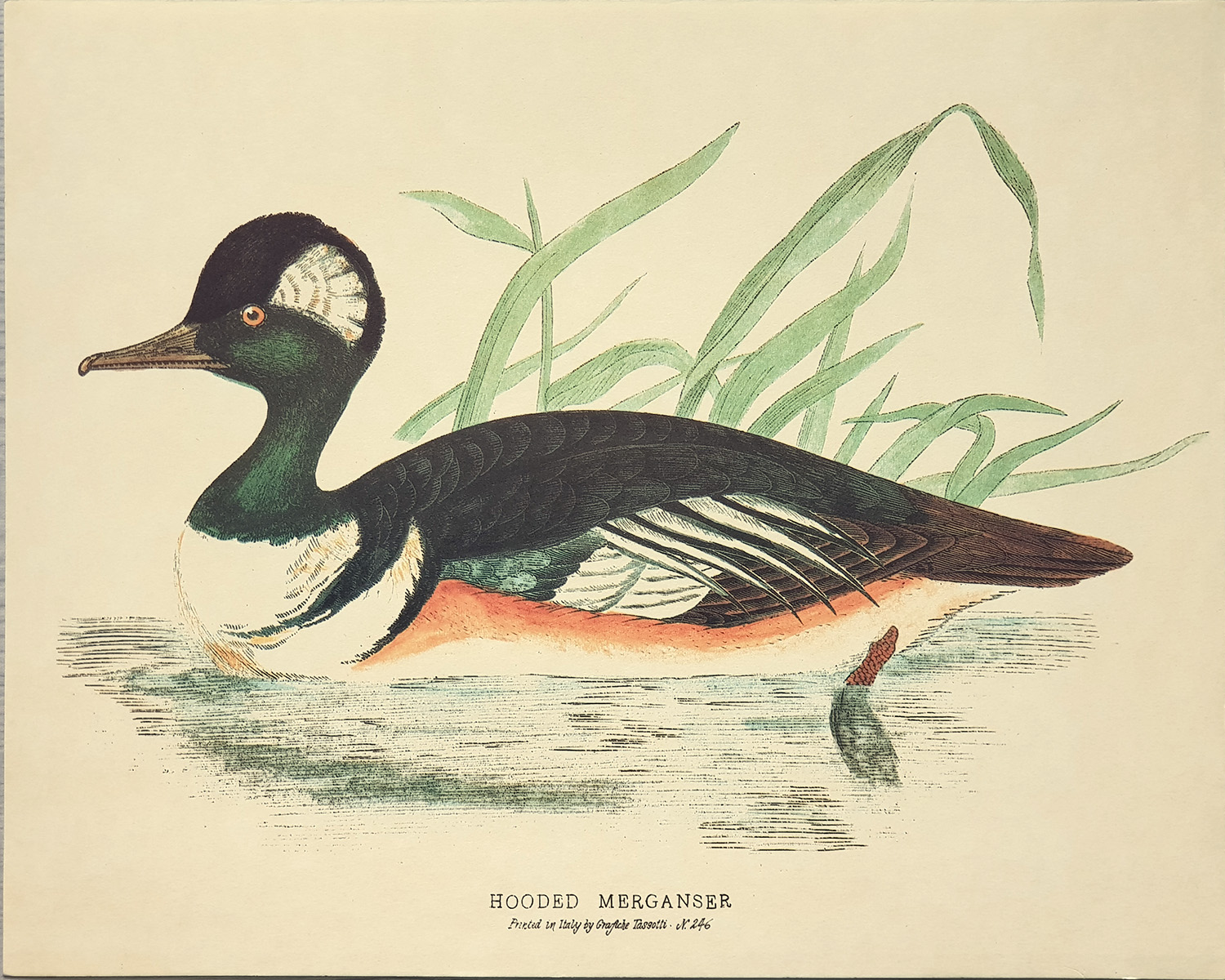 Stampa: Anatre: Hodded Merganser - cm 30x24