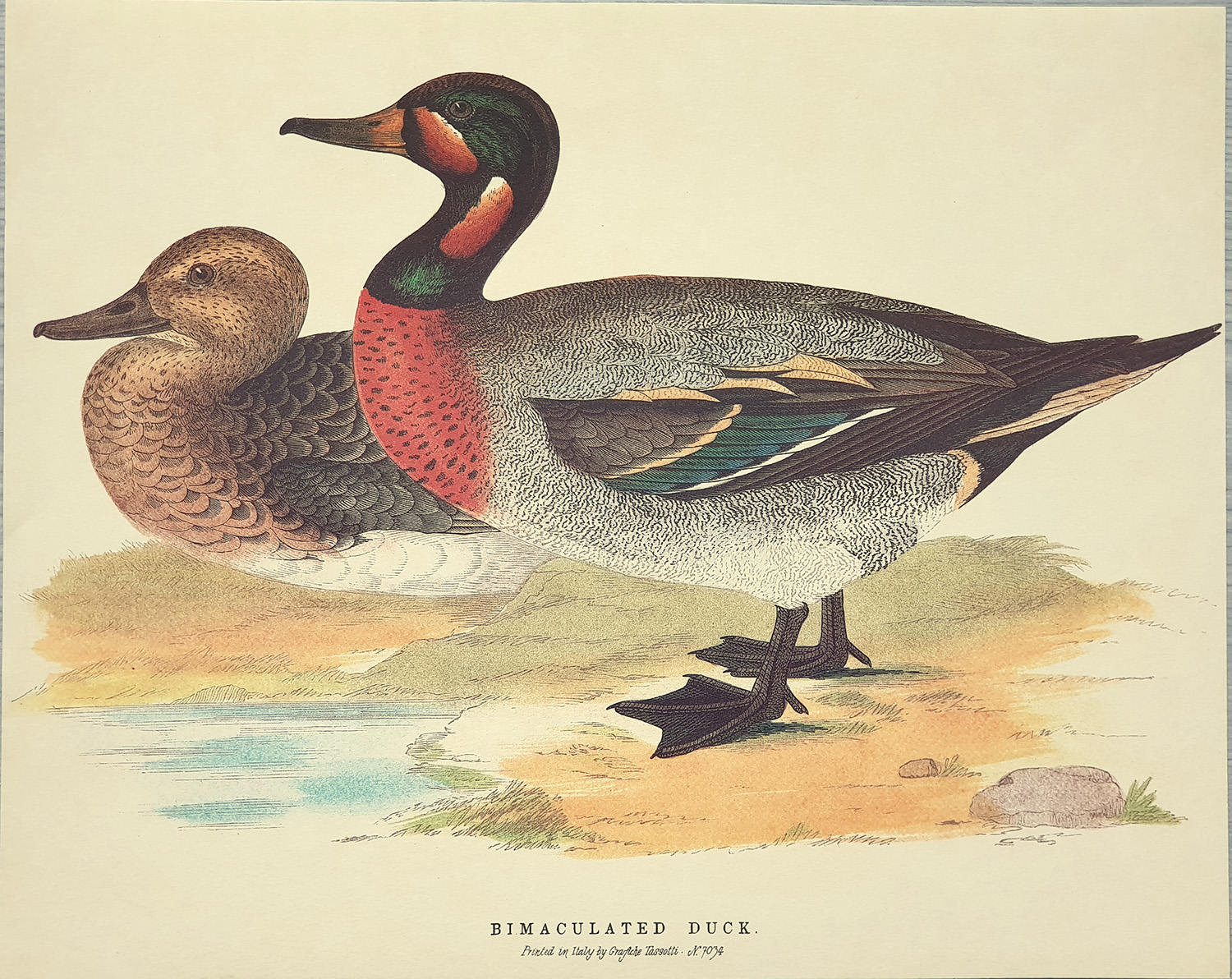 Stampa: Anatre: Bimaculated Duck - cm 30x24
