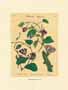 Stampa: Tavole botaniche - cm 35x50