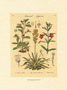 Stampa: Tavole botaniche - cm 35x50