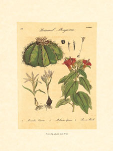 Stampa: Tavole botaniche - cm 18x24
