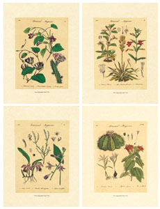 Serie di 4 stampe: Tavole botaniche - cm 35x50