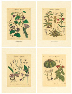 Serie di 4 stampe: Tavole botaniche - cm 35x50