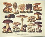 Stampa: Fungi Edules - cm 30x24