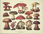 Stampa: Fungi Noxii - cm 30x24
