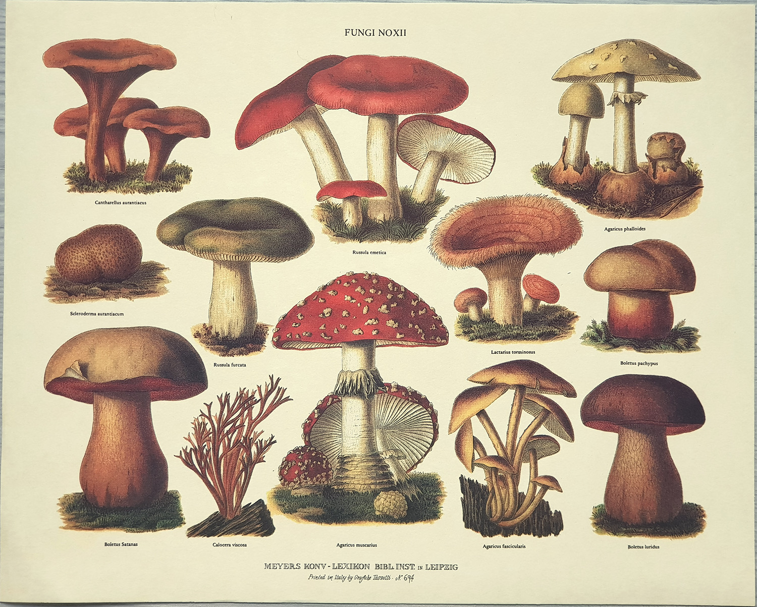 Stampa: Fungi Noxii - cm 30x24
