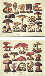 Serie di 2 stampe: Serie Funghi - cm 30x24