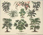 Stampa: Serie Botanica - cm 30x24