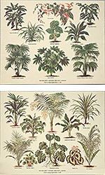 Serie di 2 stampe: Serie Botanica - cm 30x24