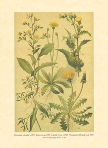 Stampa: Erbe di campo - cm 25x35