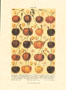 Stampa: Frutta - cm 50x70