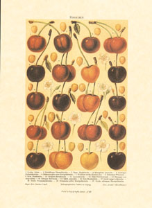 Stampa: Frutta - cm 25x35