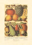 Stampa: Frutta - cm 50x70