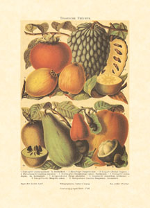Stampa: Frutta - cm 50x70