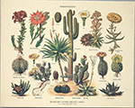 Stampa: Botanica: Stirpes Sucosae - cm 30x24