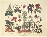 Stampa: Botanica: Stirpes Topiariae - cm 30x24