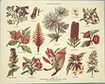 Stampa: Botanica: Flores Silvestres - cm 30x24