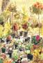 Stampa: Jany: Vasi in Giardino - cm 50x70