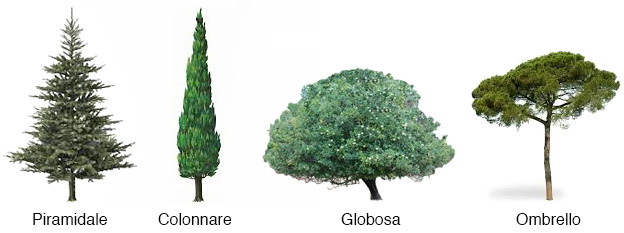 Alberi usati per le cornici