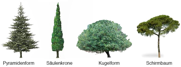 Bäume für Rahmen verwendet